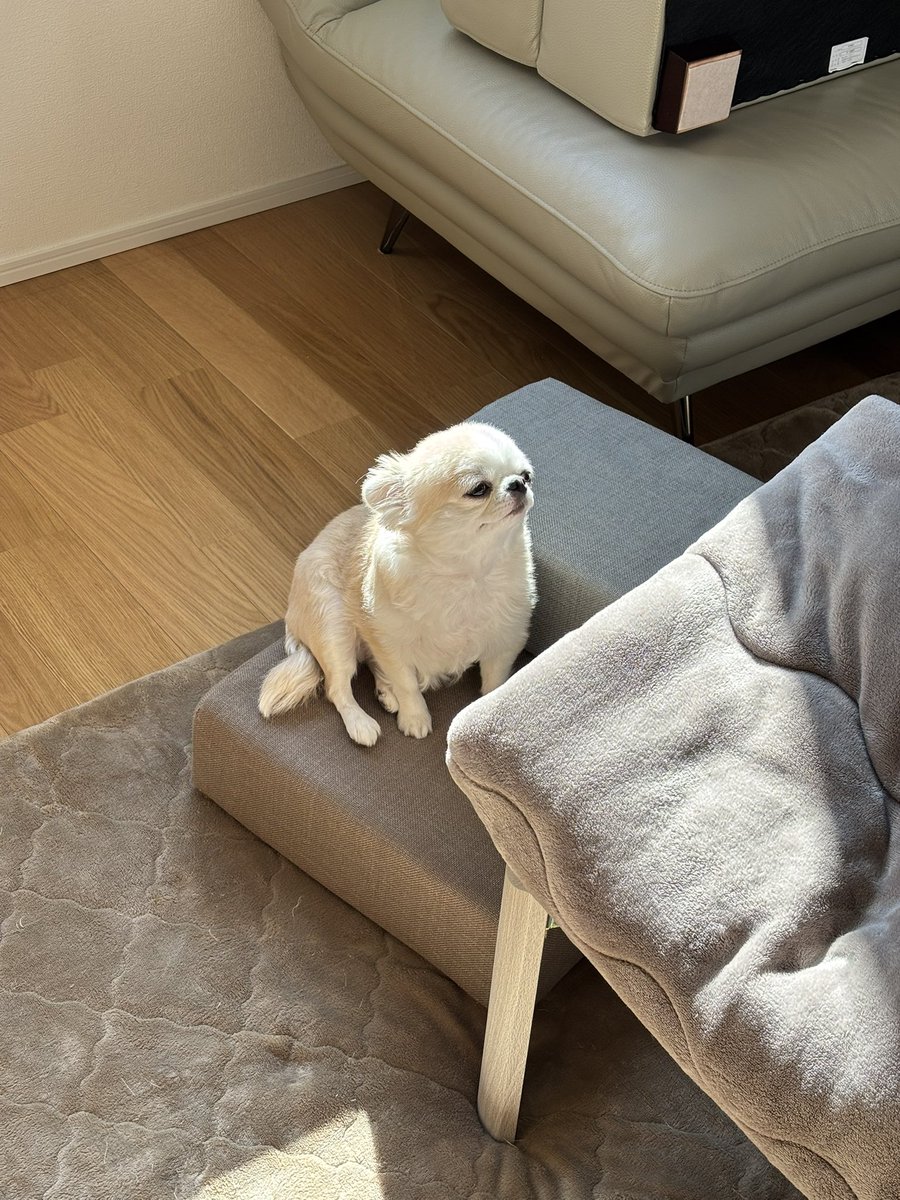 chihuahua_ume's tweet image. あったかいね