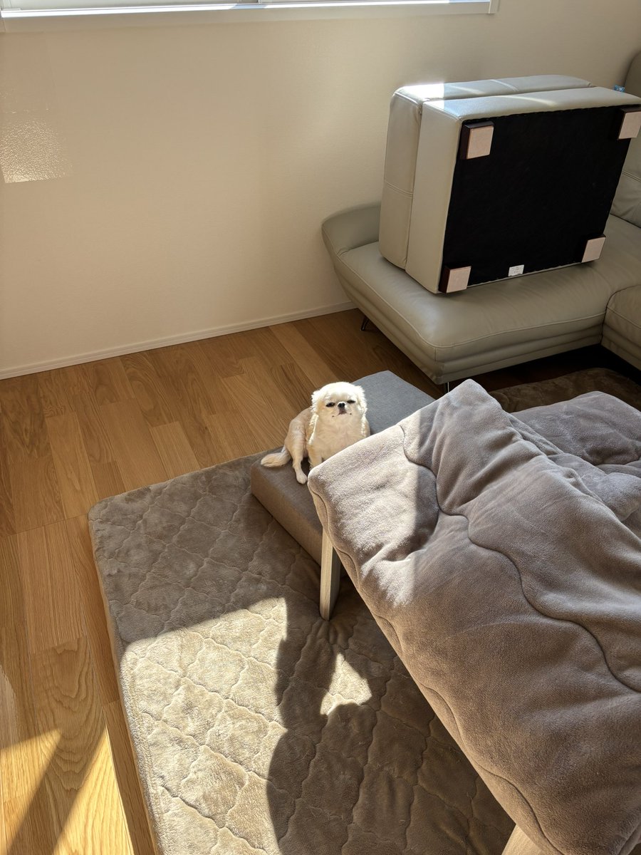 chihuahua_ume's tweet image. あったかいね