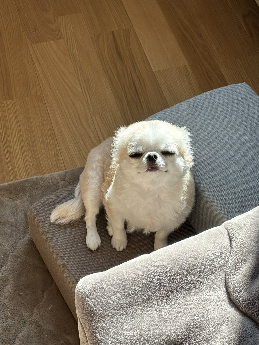 chihuahua_ume's tweet image. あったかいね