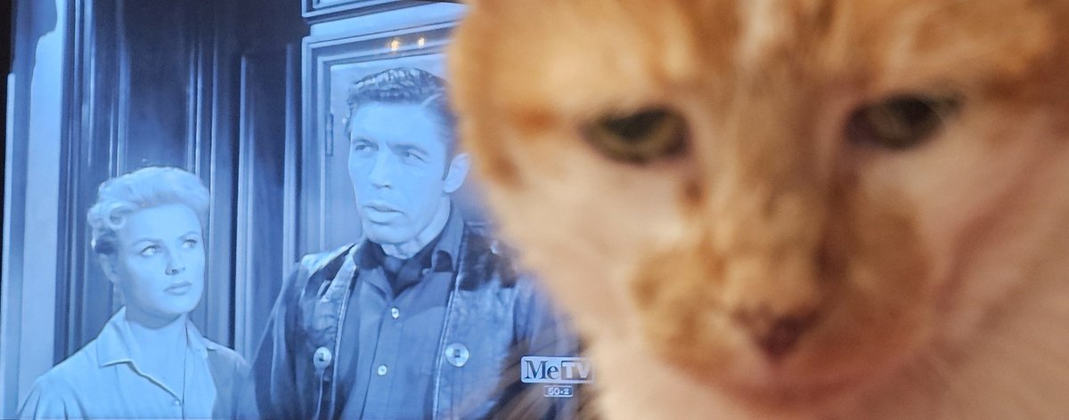 INSHomeService's tweet image. thanks to #svengoolie #CurseoftheUndead. The cat refuses to let anyone in the house.