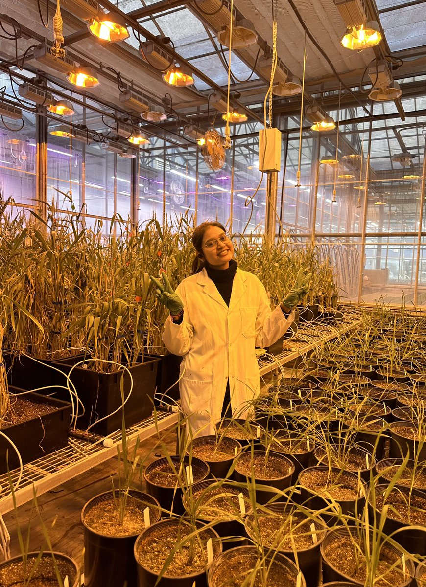 ScientiaKaur's tweet photo. 🌟I’m happy to share that I’ve started a new position as the Research Assistant at @AAFC_Canada 🍁. 

Looking forward to learning, growing, and making a meaningful impact with such a talented team 🌾
#AAFC #Agriculture #Wheatbreeding #Springwheat https://t.co/7s1nYpjmx0