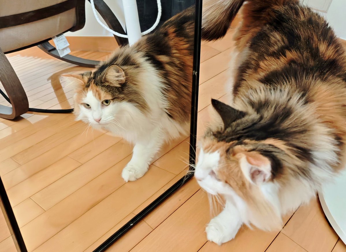 baryontensor's tweet image. Mirror shenanigans.