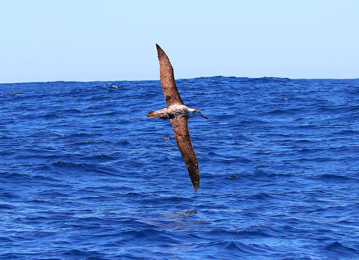 sean clancy tweet media