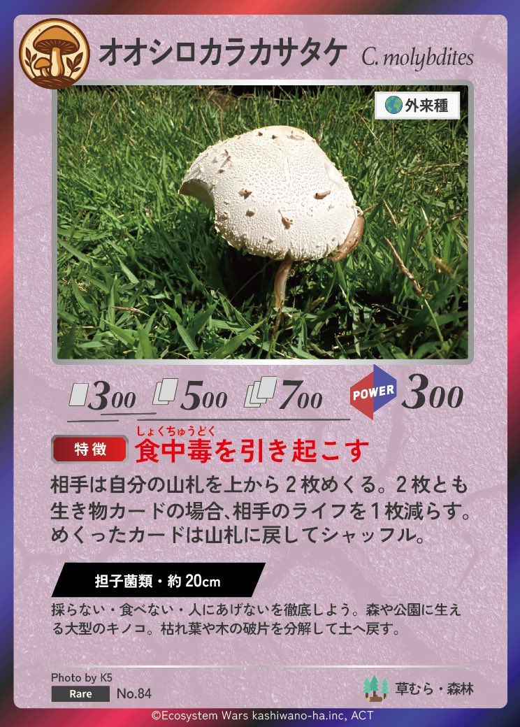 Ecosystem_Wars's tweet image. 🍄✨生態系ウォーズ フォトコン採択作品✨🍄
今回ご紹介するのは、強烈な食中毒を引き起こす外来キノコ 「オオシロカラカサタケ」。

公園や芝生にも突然現れ、真っ白な大きな傘がとても目立つ存在。
触らない・食べないが鉄則ですが、枯れ葉を分解して土へ戻す“分解者”としての働きも持っています。…