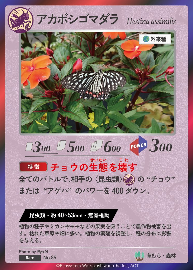 Ecosystem_Wars's tweet image. 🦋✨生態系ウォーズ フォトコン採択作品✨🦋
今回の作品は、白黒の美しい模様が目を引く アカボシゴマダラ（外来種）。

本来は海外のチョウですが、近年日本各地で定着が進み、
在来のチョウ（特にアゲハ類）と資源を奪い合う“生態系インパクト”が注目されています。…