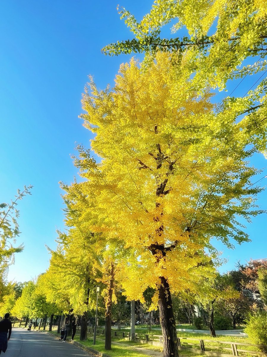 銀杏並木 #イチョウ並木 #ginkgo#ginkgotree #紅葉スポット #見どころ