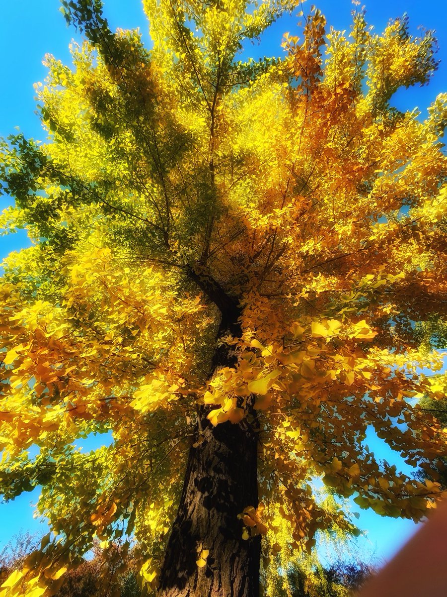 『秋の銀杏並木』 銀杏並木 秋やね