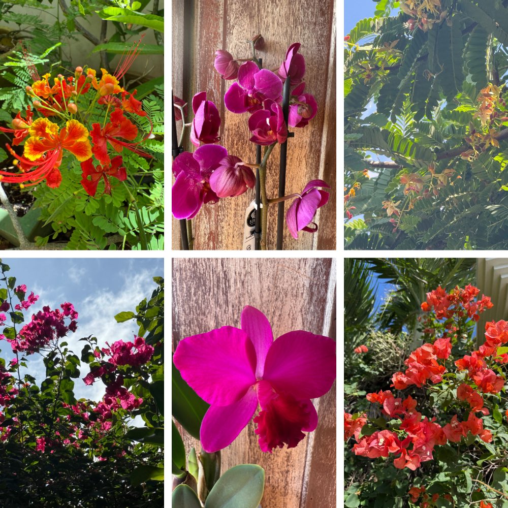 Orchids ( store bought, no skill on my part, but love the catteleya), tamarind blossoms very orchid like (a tamarind tree I grew from seed) bright bougainvilleas that bloom practically 365 and Pride of Barbados. Happy weekend all. #SixOnSaturday #flowers #tropical