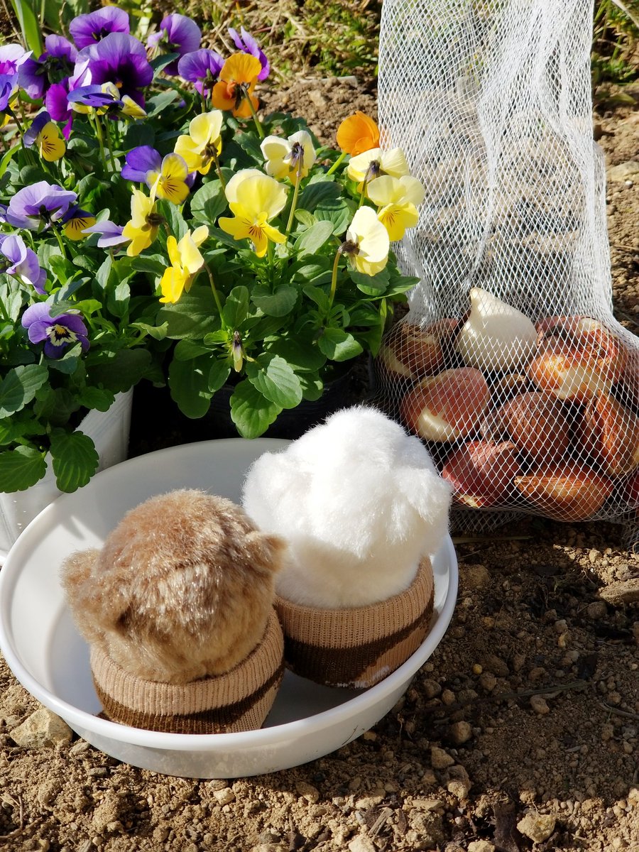 hanahanapetit's tweet image. くまくまガーデンはるじゅんび～
🐻🎵🎵🎵🐻

チューリップとすみれさんを植えるよ🐻ｶﾞﾝﾊﾞﾙｿﾞｰ🐻