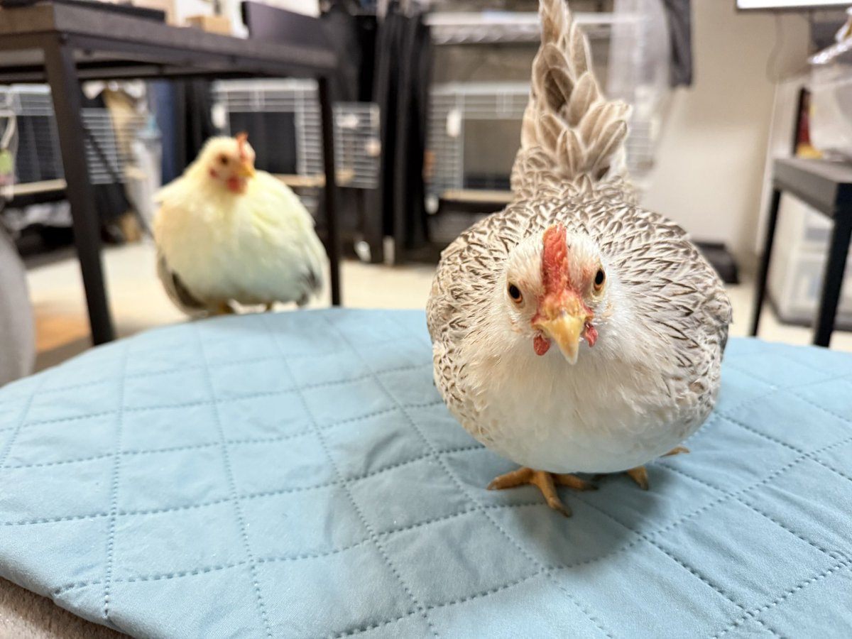 kawausonatine's tweet image. まるよも