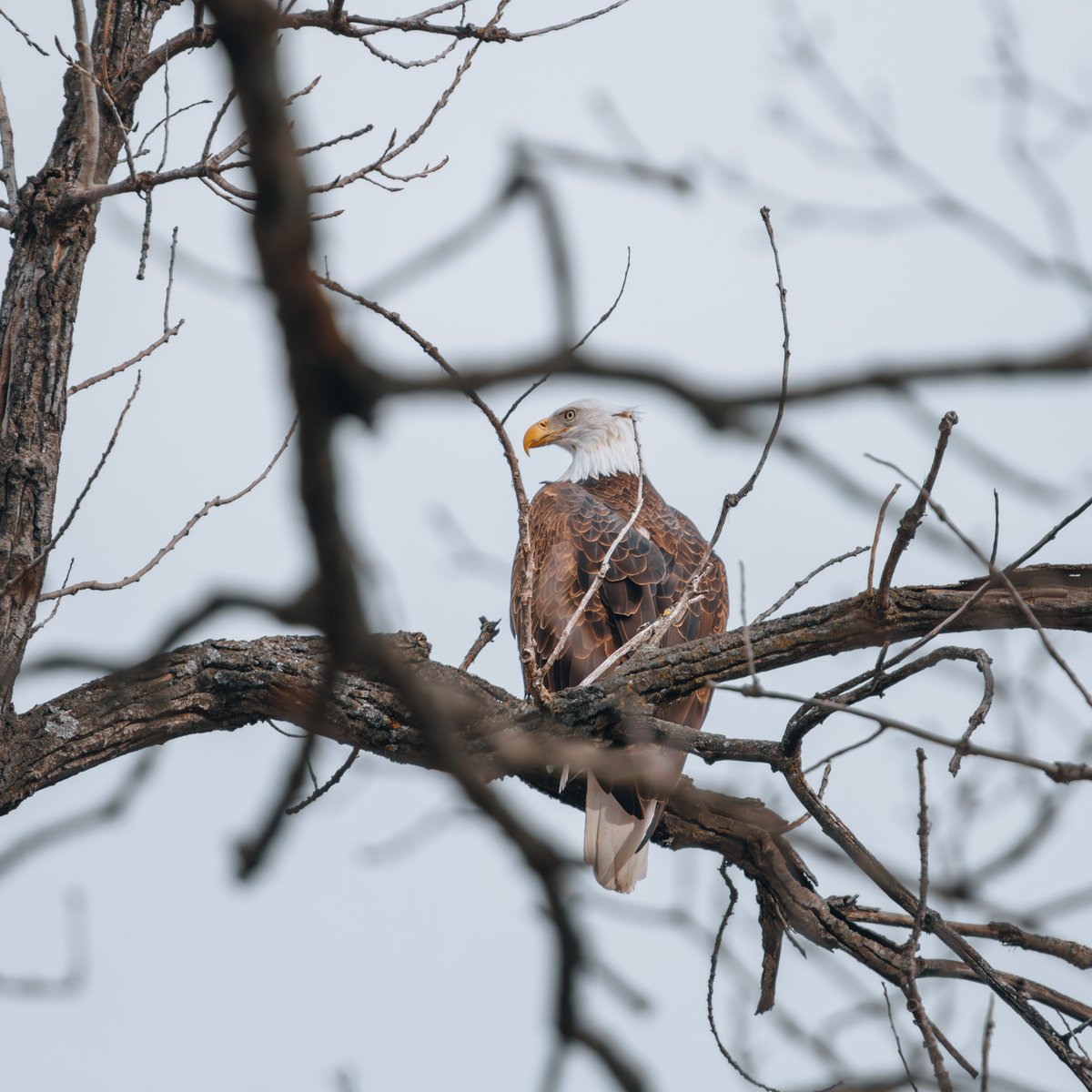 laketherapypics's tweet image. There’s something about those eyes—like they’ve seen storms you can’t imagine.
#EagleGaze #WildernessWisdom #SharpFocus