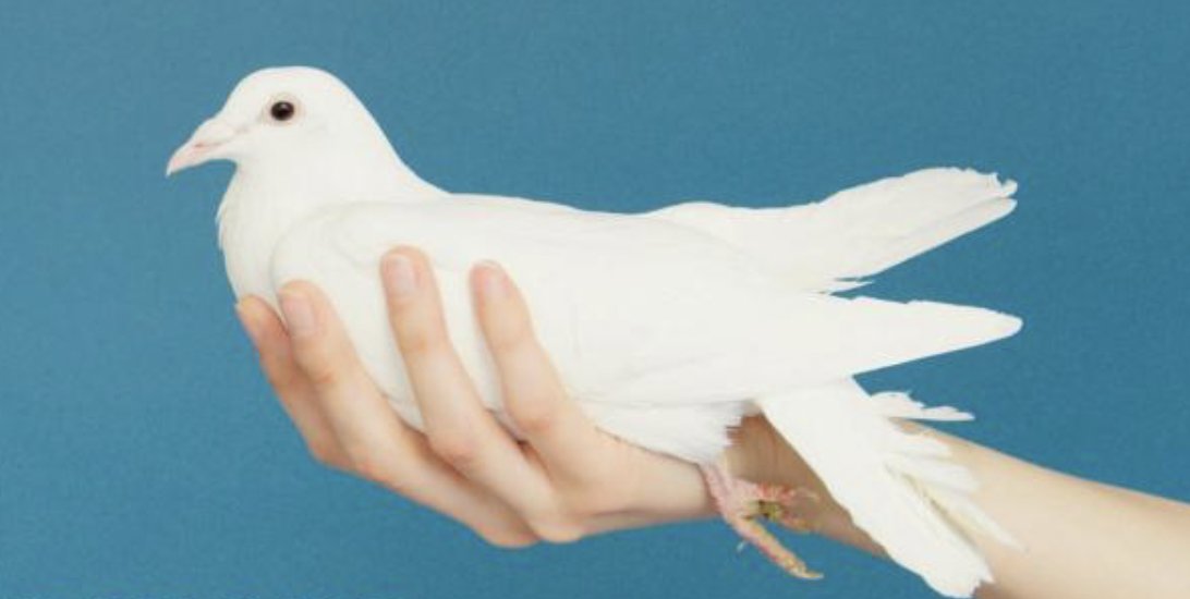 CSlob's tweet image. Everyone can be a peacemaker.
Peace is a verb
#peace #mental_attitude #compassion #action