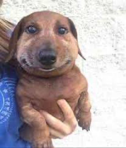 just took this picture of my dog .