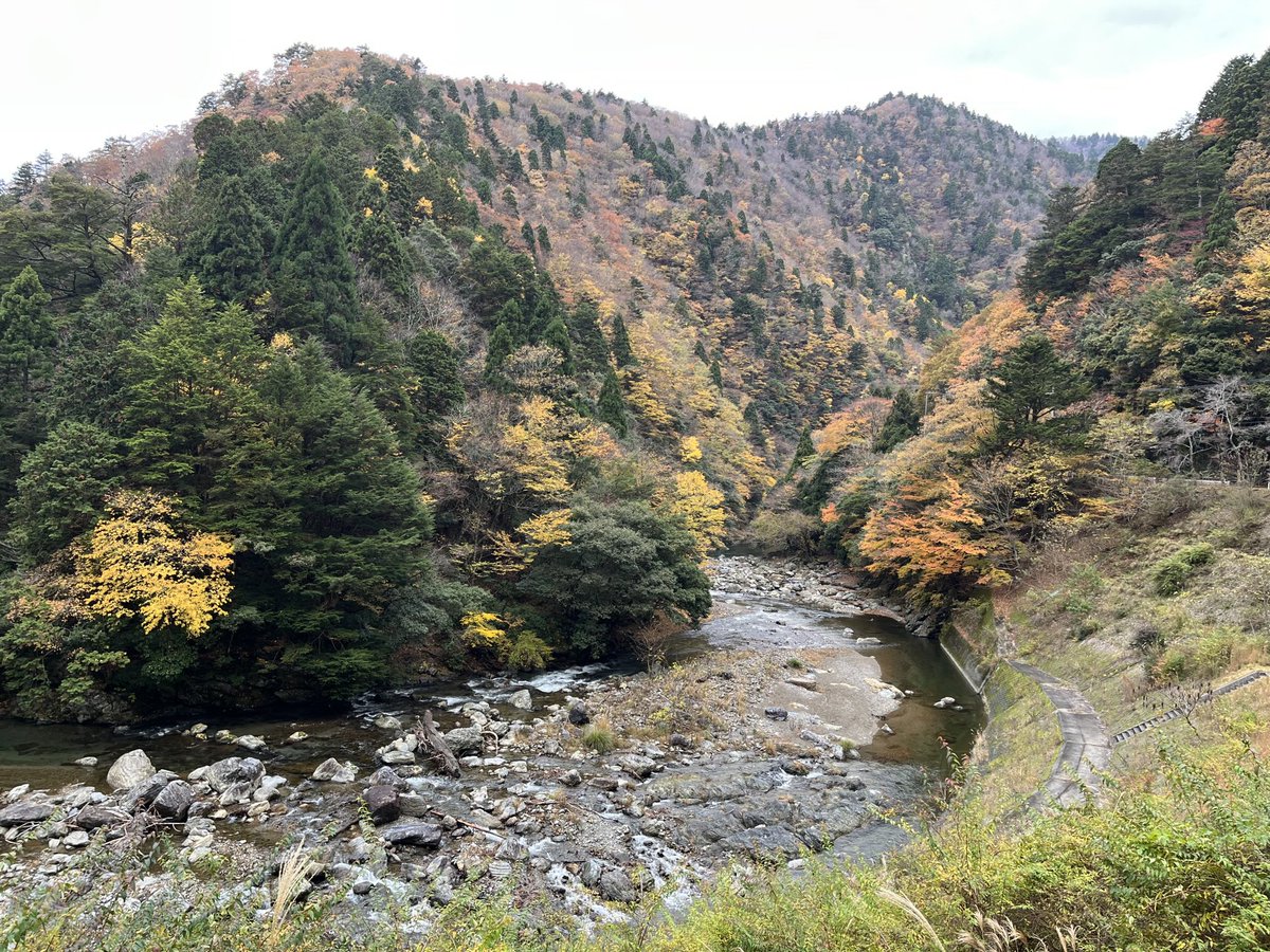 yskond's tweet photo. 晩秋の芦生（京都府南丹市）。昨日撮影。 https://t.co/BEnu57Wx55