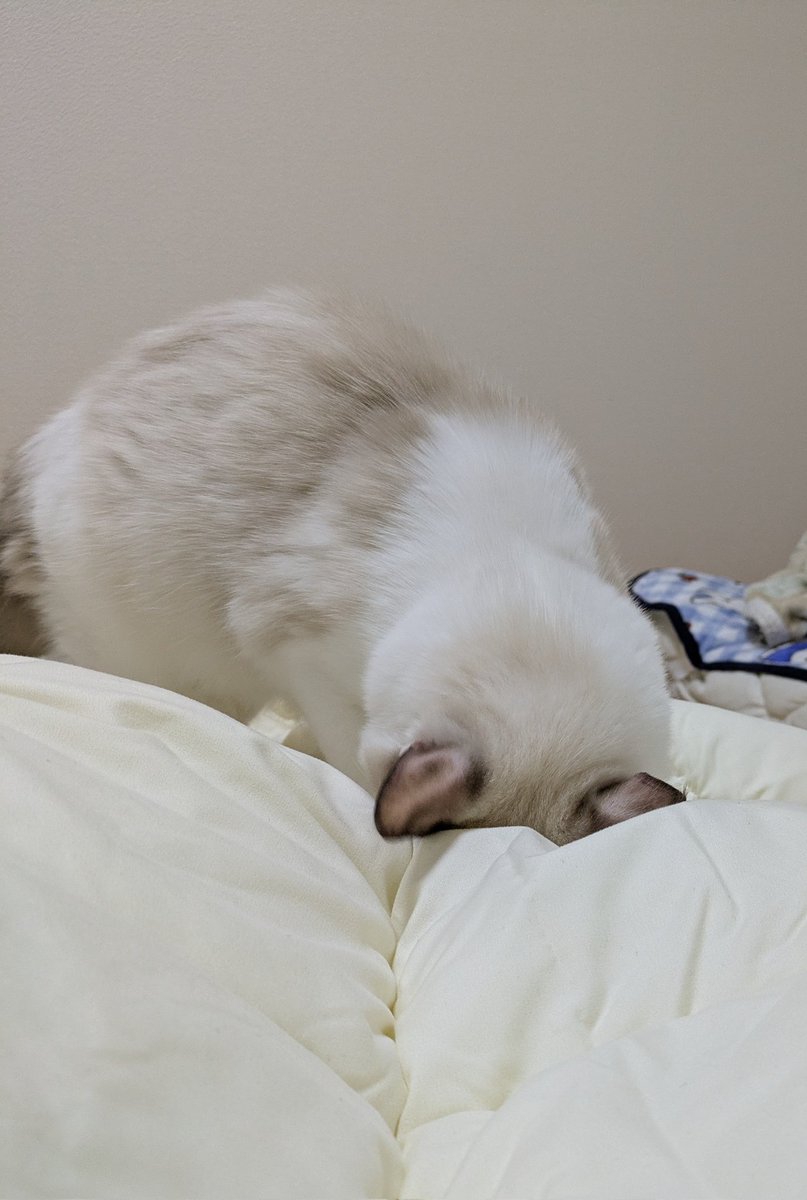 みんにゃ〜😻😻
おはにゃ〜💕💕
僕😺ずいぶん大っきくなって✨お顔も大人っぽくなってきたにゃよ〜😽😽💕💕
ニコニコ日曜日になります☺️☺️💕💕
今日もよろしくにゃねぇ〜🤗🤗💓💓