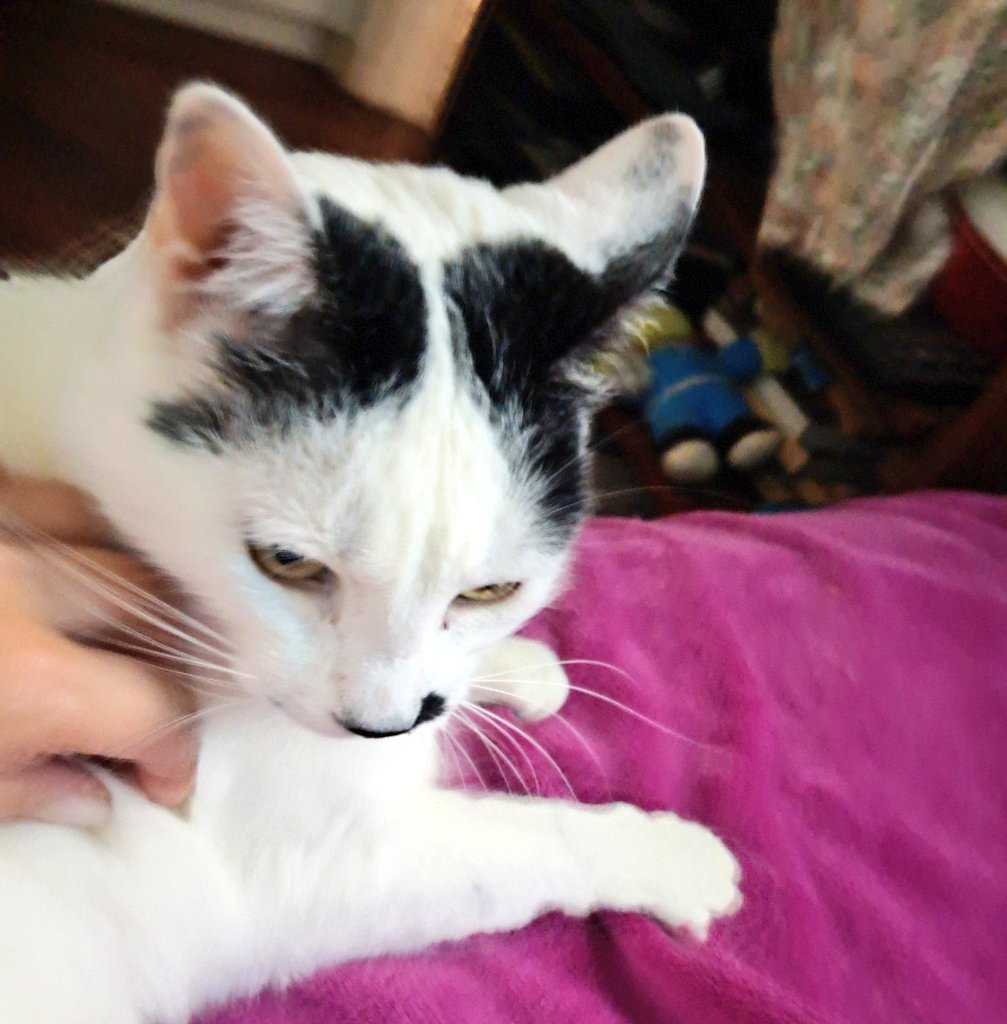 Mi sobrino gatuno considera que no debo dormir siesta