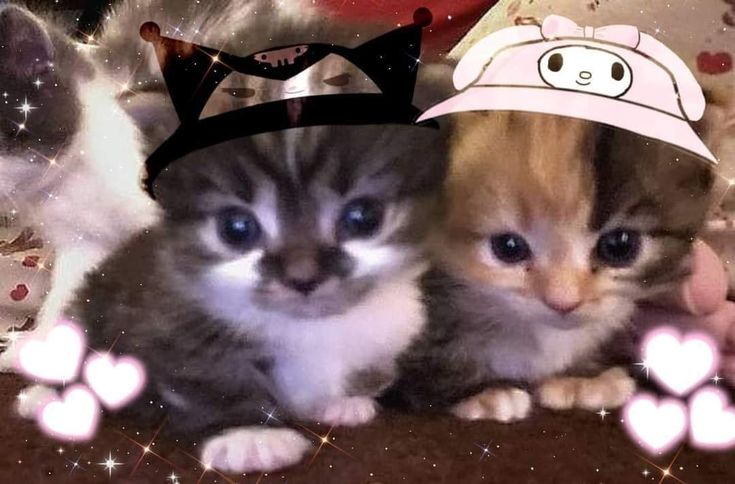 ᅠ

ᅠ

ᅠ
ᅠ

ᅠ

ᅠ

ᅠ

ᅠ

ᅠ

ᅠ

ᅠ

ᅠ

ᅠ

ᅠ
ᅠ
ᅠ

ᅠ

ᅠ

ᅠ
ᅠ

ᅠ

ᅠ

ᅠ

ᅠ

ᅠ

ᅠ

ᅠ

ᅠ

pembersihan tl 🐈‍⬛️🐈‍⬛🐈‍⬛