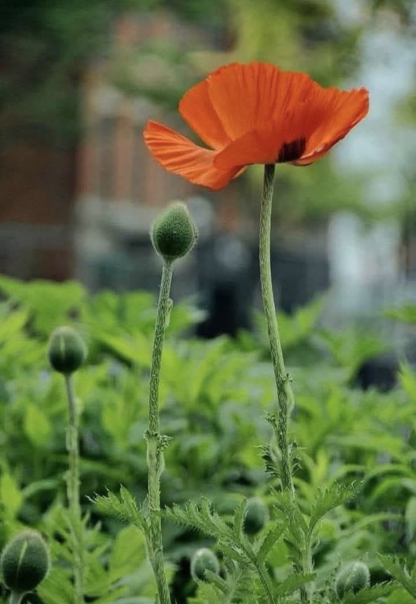 campanaubicua's tweet image. @juangar60470604, me voy a ACOSTAR. la INICIATIVA consiste en que vayamos publicando FLORES utilizando #1florcadadía. haciéndolo, poco a poco, CONOCEMOS a los demás y nos APOYAMOS MUTUAMENTE. si te parece, hablamos mañana. #SomosBosqueRadio3.