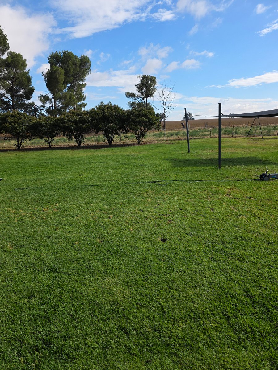 60mm overnight, bloody perfect start filling profile again, wheat to go.