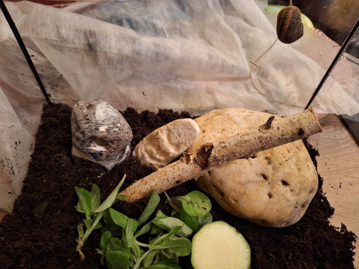 DesStadthundisZuhause tweet media