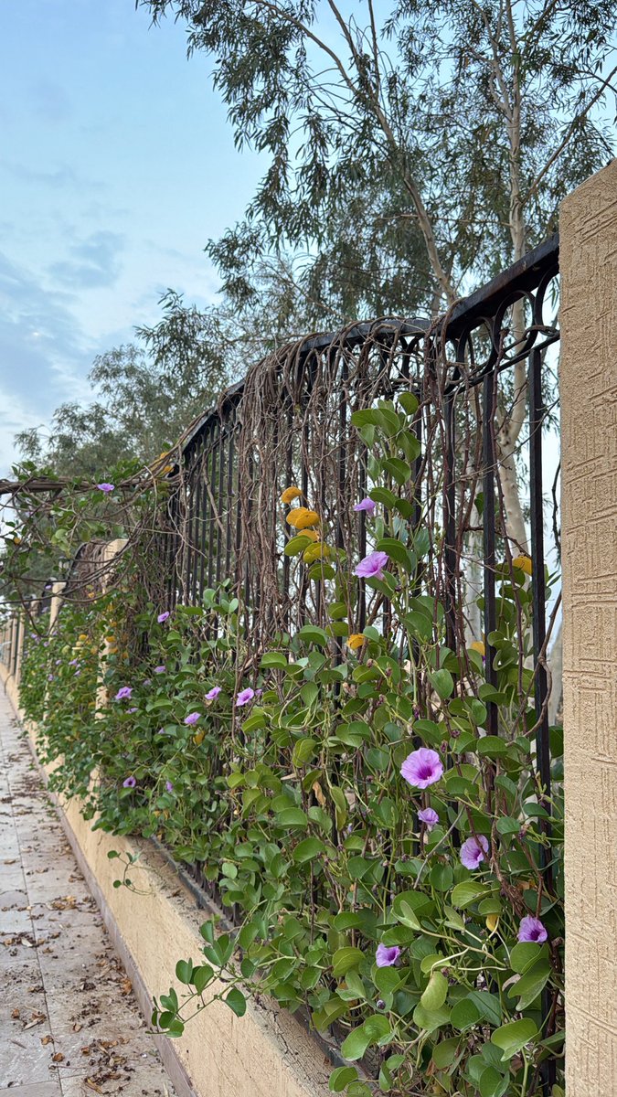 فاتن بنت عبدالعزيز tweet media