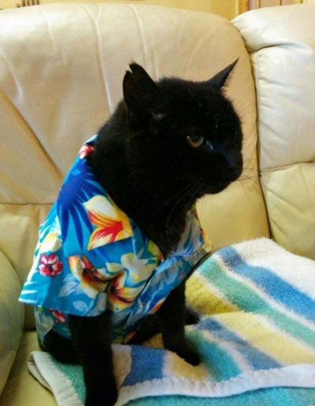 Bought a Hawaiian shirt for my cat. He’s not pleased.
