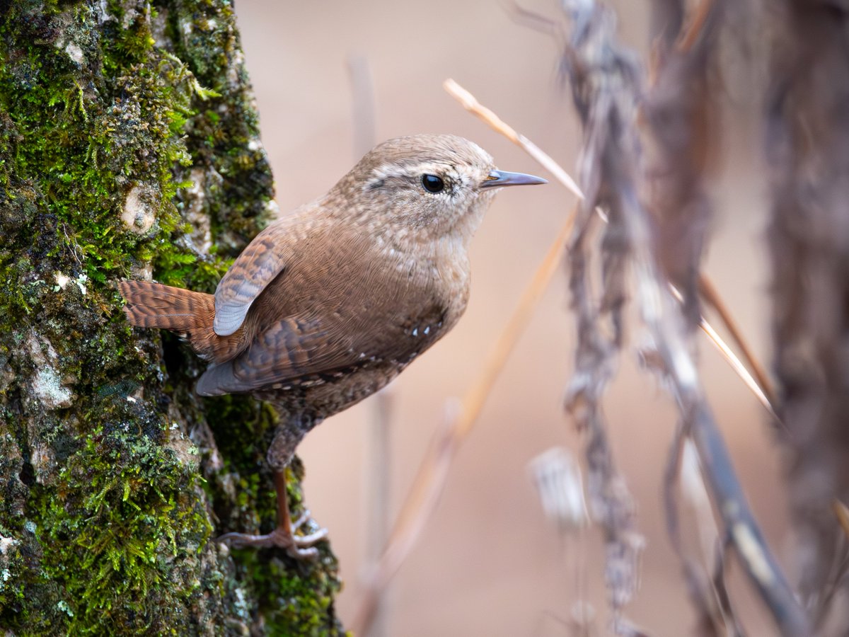 CameronMArcher's tweet image. Every winter I have a personal goal to get a photo of a Winter Wren that&apos;s slightly better than my previous best.

I think this is my best so far. Took a surprising amount of patience.
