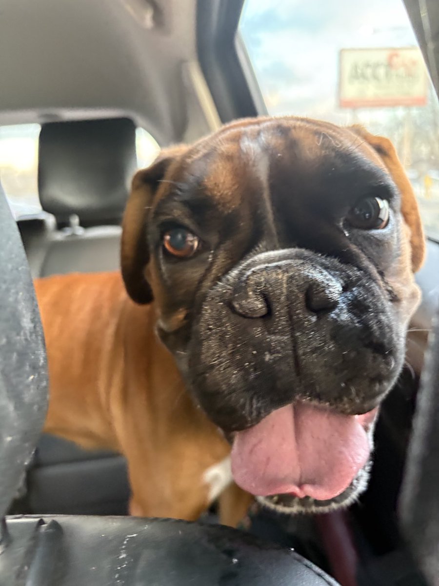 adopt_boxer's tweet image. Update on our  ⁦@ACCTPhilly⁩ girl Polly Pocket. She is out of the shelter and on her way to a life saving foster in the #Philly burbs. Stay tuned for more on this sweet and happy #boxerdog #adoptables #boxerdogs #shelterpet #adoptdontshop #rescuedogs #afostersavedmylife