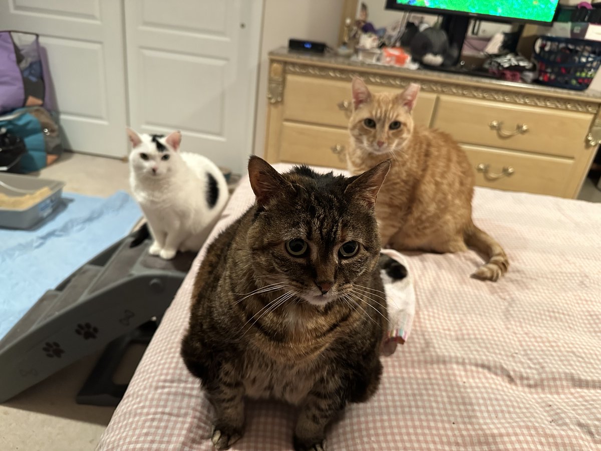 Jeffrey Steinberg tweet media