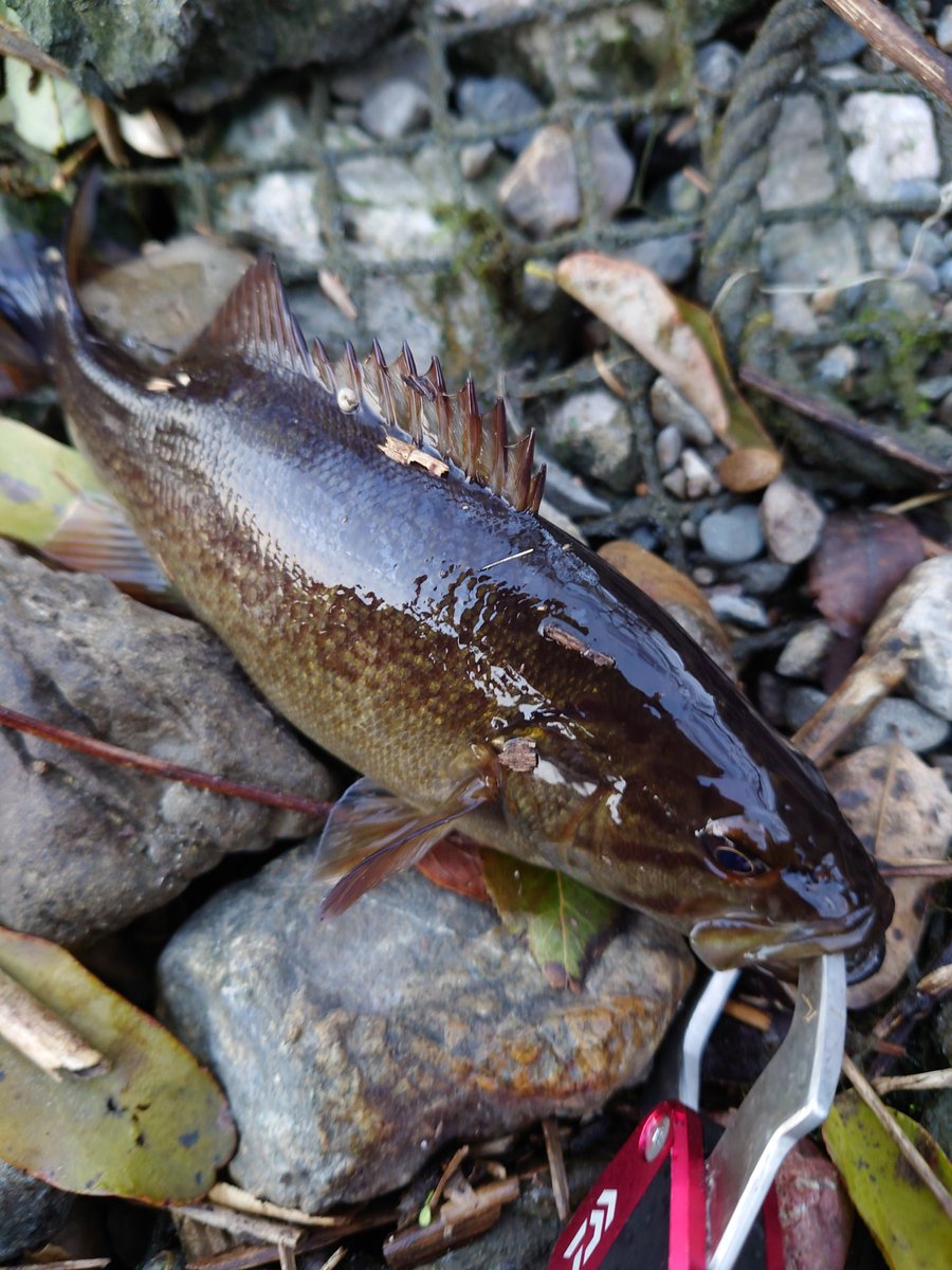 ftafyapm's tweet image. おはようございます☁🎣川遊び🐟移動しまくりやっとこさ😁
#釣り好き
#自然好き