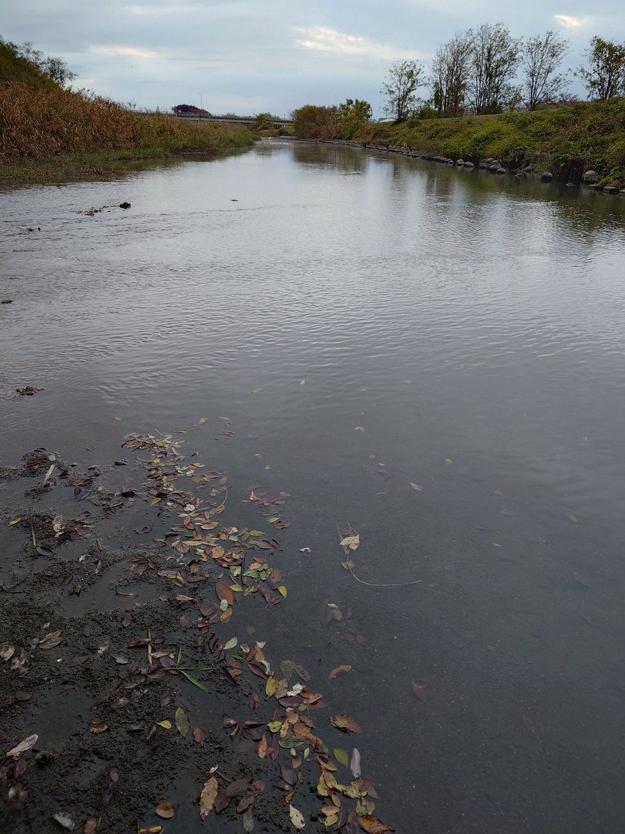 ftafyapm's tweet image. おはようございます☁🎣川遊び🐟移動しまくりやっとこさ😁
#釣り好き
#自然好き