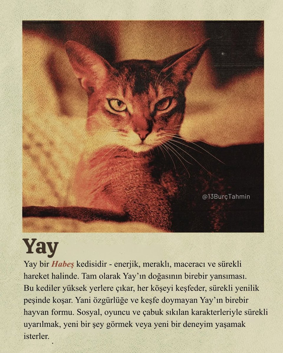 13burctahmin's tweet image. YAY - Habeş Kedisi
