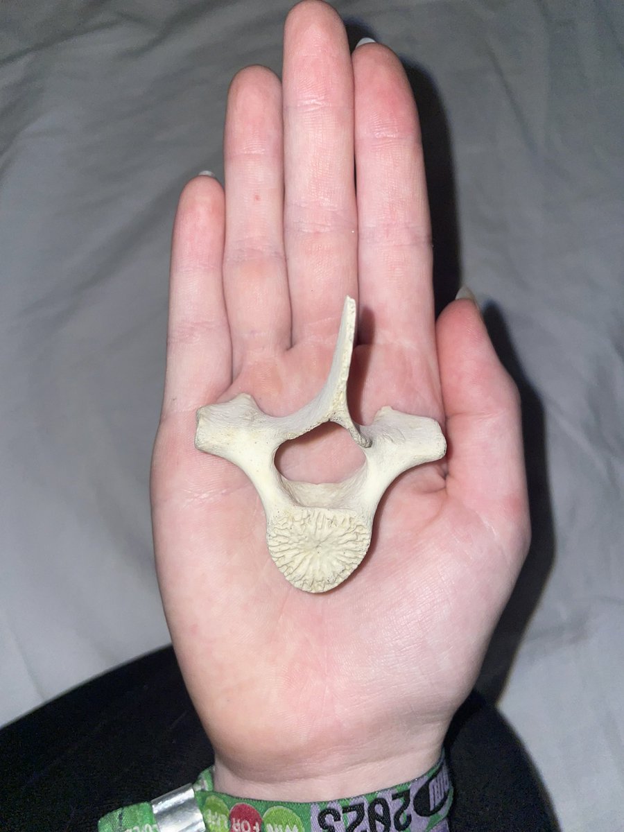 🄰uden!! tweet media