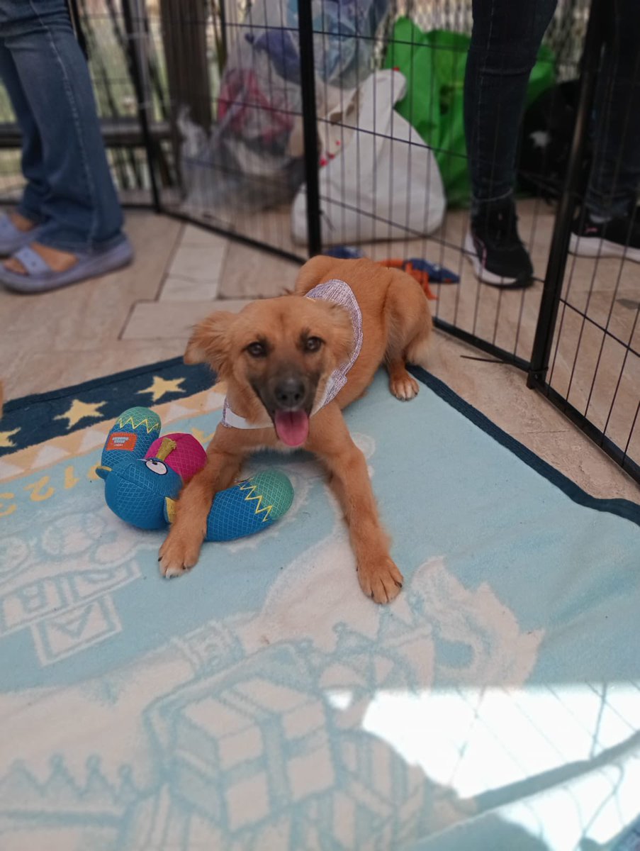 MetepecGobierno's tweet image. ¡Ven y cambia una vida hoy! 🐾

Hay pequeños peluditos esperándote con el corazón lleno de ilusión.

Dale una oportunidad a un peludito que busca un hogar lleno de amor. 🐶🐱

Horario:
🕰️ 12:00 pm a 18:00 hrs
📌 Plaza Town Square

#EstamosEnLaRuta