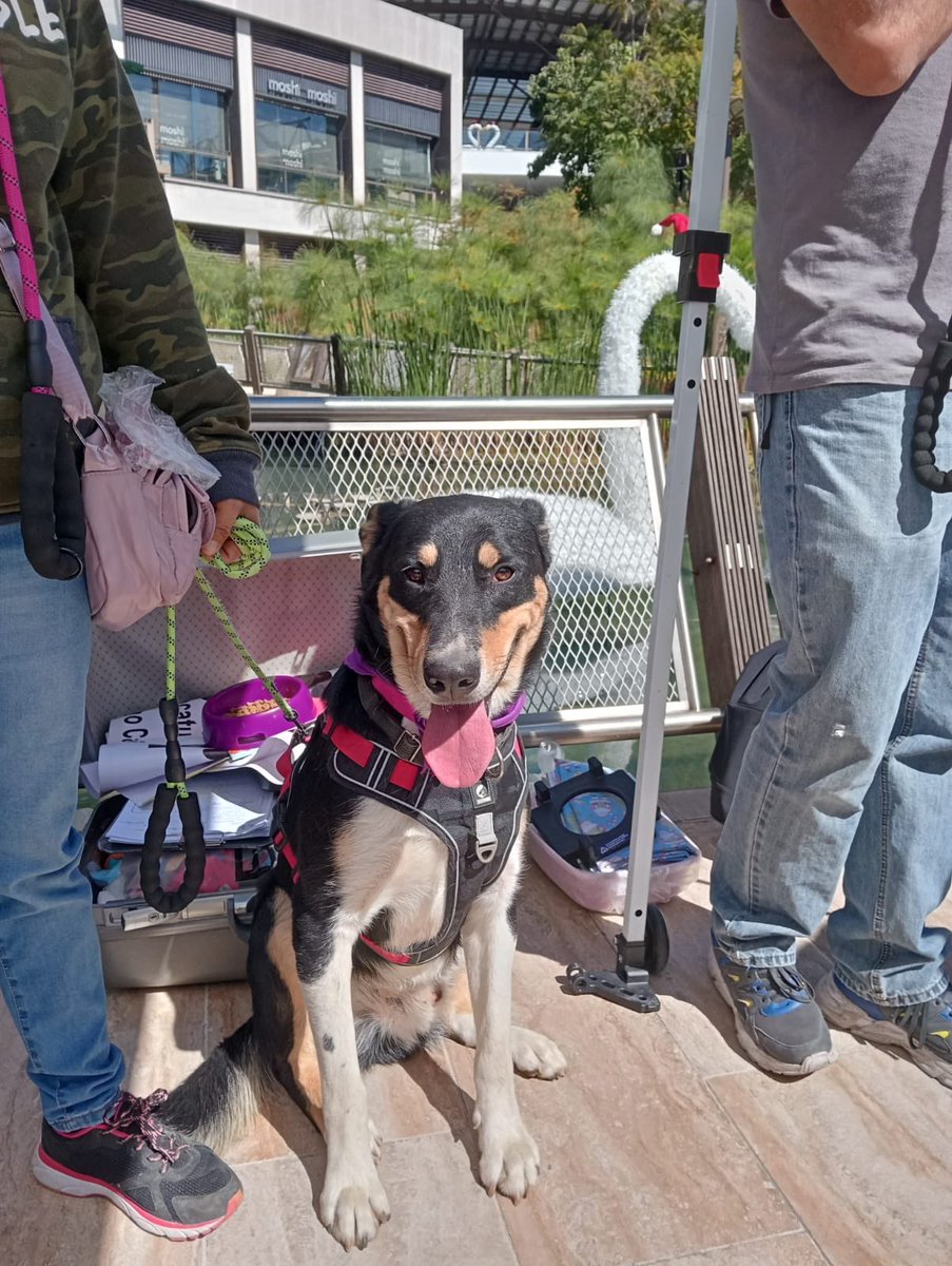 MetepecGobierno's tweet image. ¡Ven y cambia una vida hoy! 🐾

Hay pequeños peluditos esperándote con el corazón lleno de ilusión.

Dale una oportunidad a un peludito que busca un hogar lleno de amor. 🐶🐱

Horario:
🕰️ 12:00 pm a 18:00 hrs
📌 Plaza Town Square

#EstamosEnLaRuta