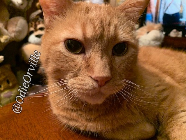 THE Odie Bob Orville 😺 tweet media