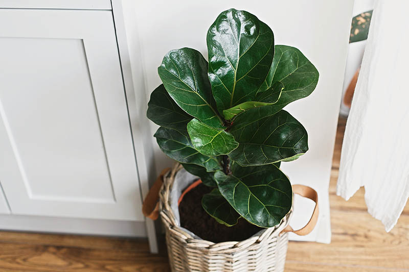 Gardeners_Path_'s tweet image. How to Grow and Care for Fiddle-Leaf Fig - A stunning addition to indoor spaces, Ficus lyrata, aka fiddle-leaf fig can be a fussy, high-maintenance houseplant. Learn how to grow a thriving fiddle-leaf fig now on Gardener&apos;s Path. gardenerspath.com/plants/housepl… #fiddleleaffig