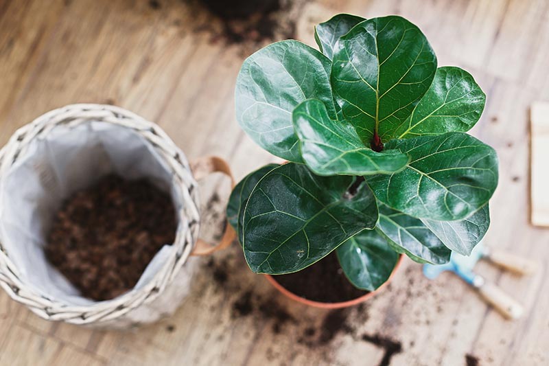 Gardeners_Path_'s tweet image. How to Grow and Care for Fiddle-Leaf Fig - A stunning addition to indoor spaces, Ficus lyrata, aka fiddle-leaf fig can be a fussy, high-maintenance houseplant. Learn how to grow a thriving fiddle-leaf fig now on Gardener&apos;s Path. gardenerspath.com/plants/housepl… #fiddleleaffig