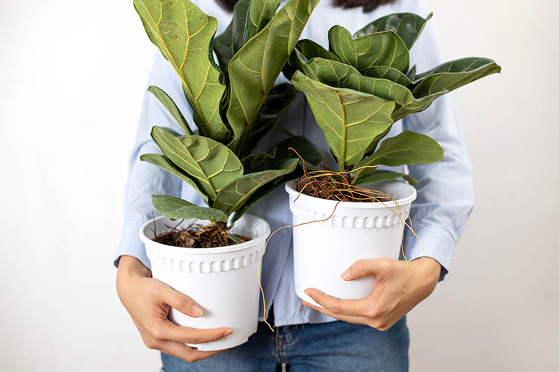 Gardeners_Path_'s tweet image. How to Grow and Care for Fiddle-Leaf Fig - A stunning addition to indoor spaces, Ficus lyrata, aka fiddle-leaf fig can be a fussy, high-maintenance houseplant. Learn how to grow a thriving fiddle-leaf fig now on Gardener&apos;s Path. gardenerspath.com/plants/housepl… #fiddleleaffig