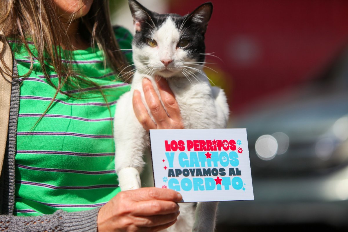 JorgeAldanaB's tweet image. Porque en la Ciudad de Buen Corazón, ellos también reciben amor, cuidados y trato digno, viene la Clínica Veterinaria Municipal en Comayagüela.📍👨🏻‍⚕🐱🐶💕🐾

Para que siga lo bueno para los peluditos de la capital, este 30 de noviembre, votamos por el bueno.😉👍🏼🗳❤️