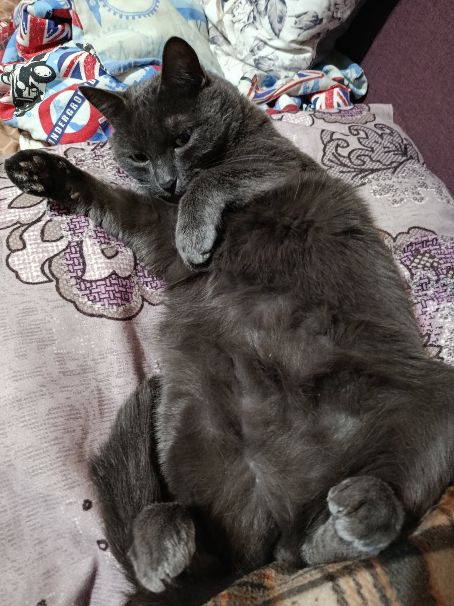 Adrychka's tweet photo. @vicious_xa Не знаю, чи підійде вам хтивка кота, але тримайте 😆 https://t.co/tlKvc7NmO4