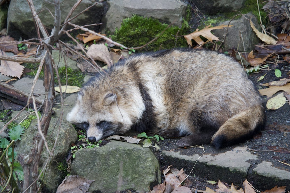 えぞたぬき協会 (@ezotanuki_assoc) / Posts / X