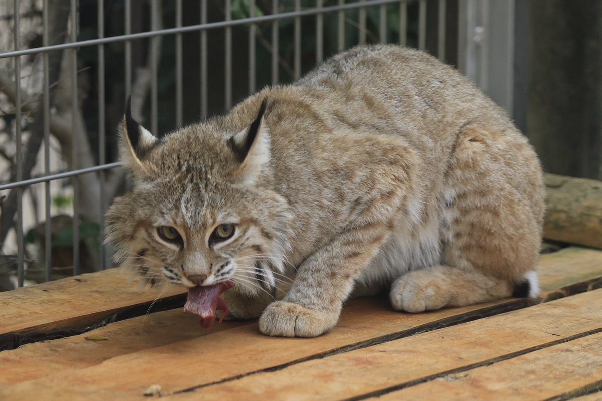 久しぶり！ソラちゃん💗
あっという間にシュッと登場！