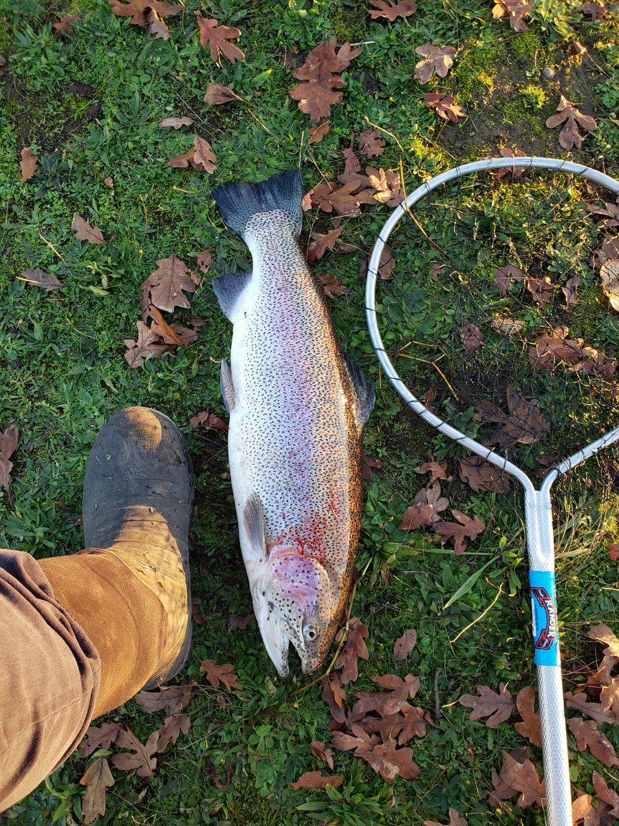 Caught some brood trout here in Oregon. These beefy girls are from our stocking program. ODFW puts them out to pasture in our stocked ponds. I have been distributing these fish to a few local households because it is what Jesus would want me to do with my abundance.
