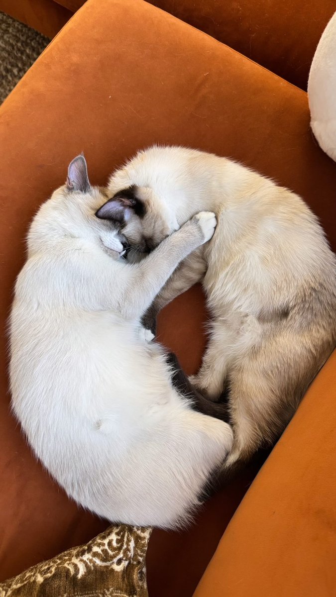 lisa152121's tweet photo. Meet my cute little kitties 😍😍 https://t.co/AR7HuAkMcj