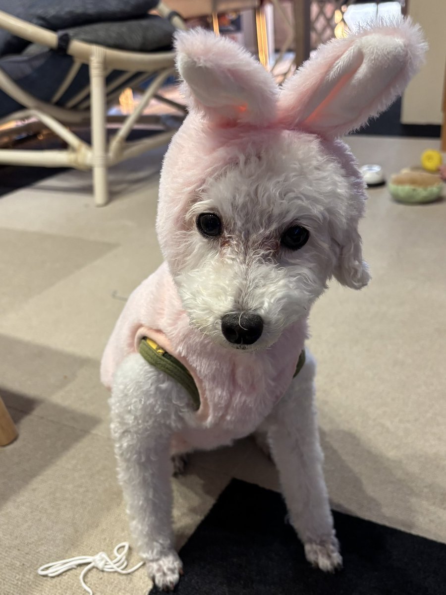 おはようございます。
久しぶりの仕事しないと決めた日。
今日はプロフからも普段の言動からもフォロワーさんの誰もが想像つかないとこに行ってきます😃

写真は兎になろうとしてなりきれなかったスアレス🐶
#エスパルス犬部