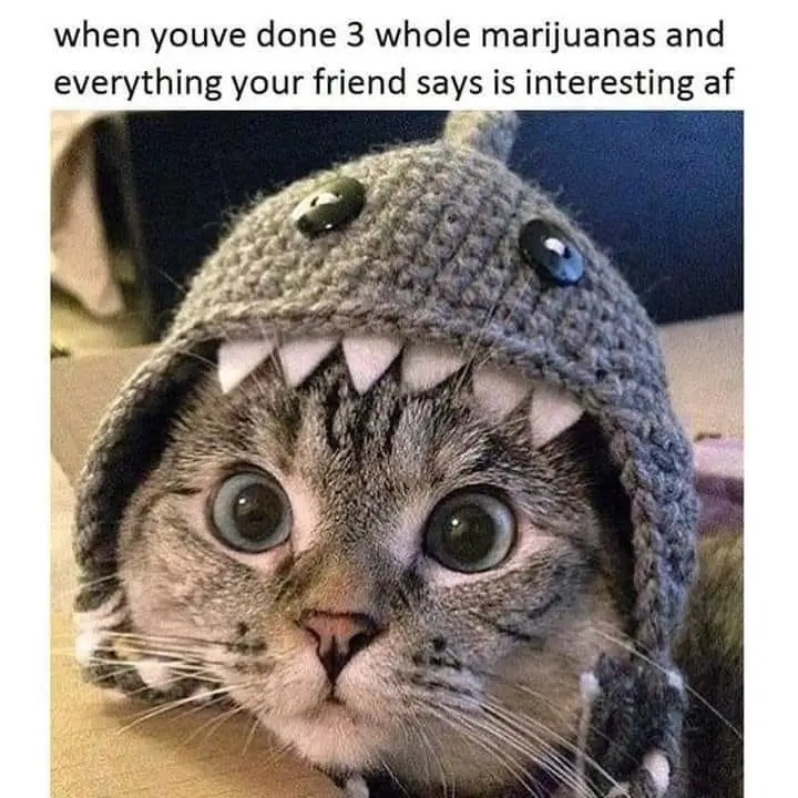 Almost forgot,  happy Caturday 😺