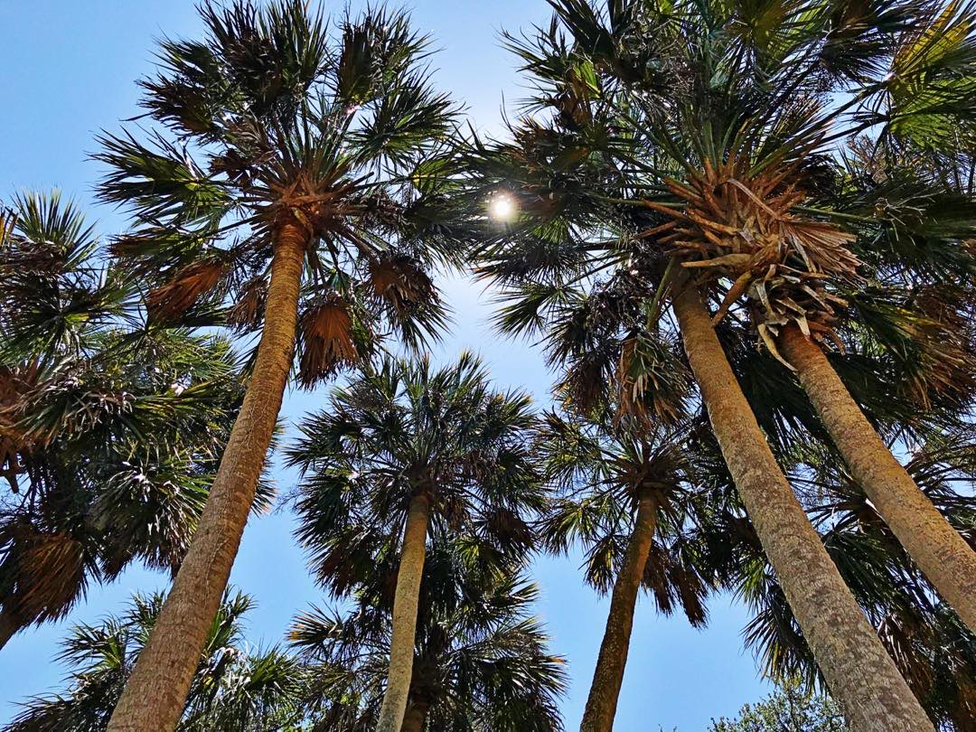 JABinJax's tweet photo. Washington Oaks Gardens - 5.25.19

#florida #exploreflorida #roamflorida #floridastateparks #floridaexplored #palmcoast #flaglercounty #washingtonoaks #washingtonoaksstatepark #washingtonoaksgardens #a1a https://t.co/QNtaFDeymp
