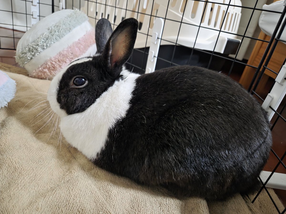 ちょっと眠たそうなパンダさん🐇 #うさぎ #パンダ