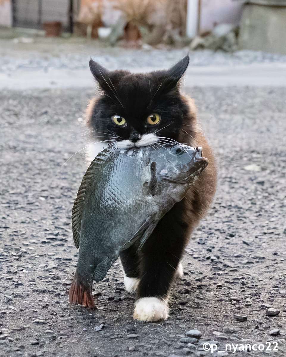 simabossneko 写真集「島にゃんこ」発売中 (@simabossneko) / Posts / X